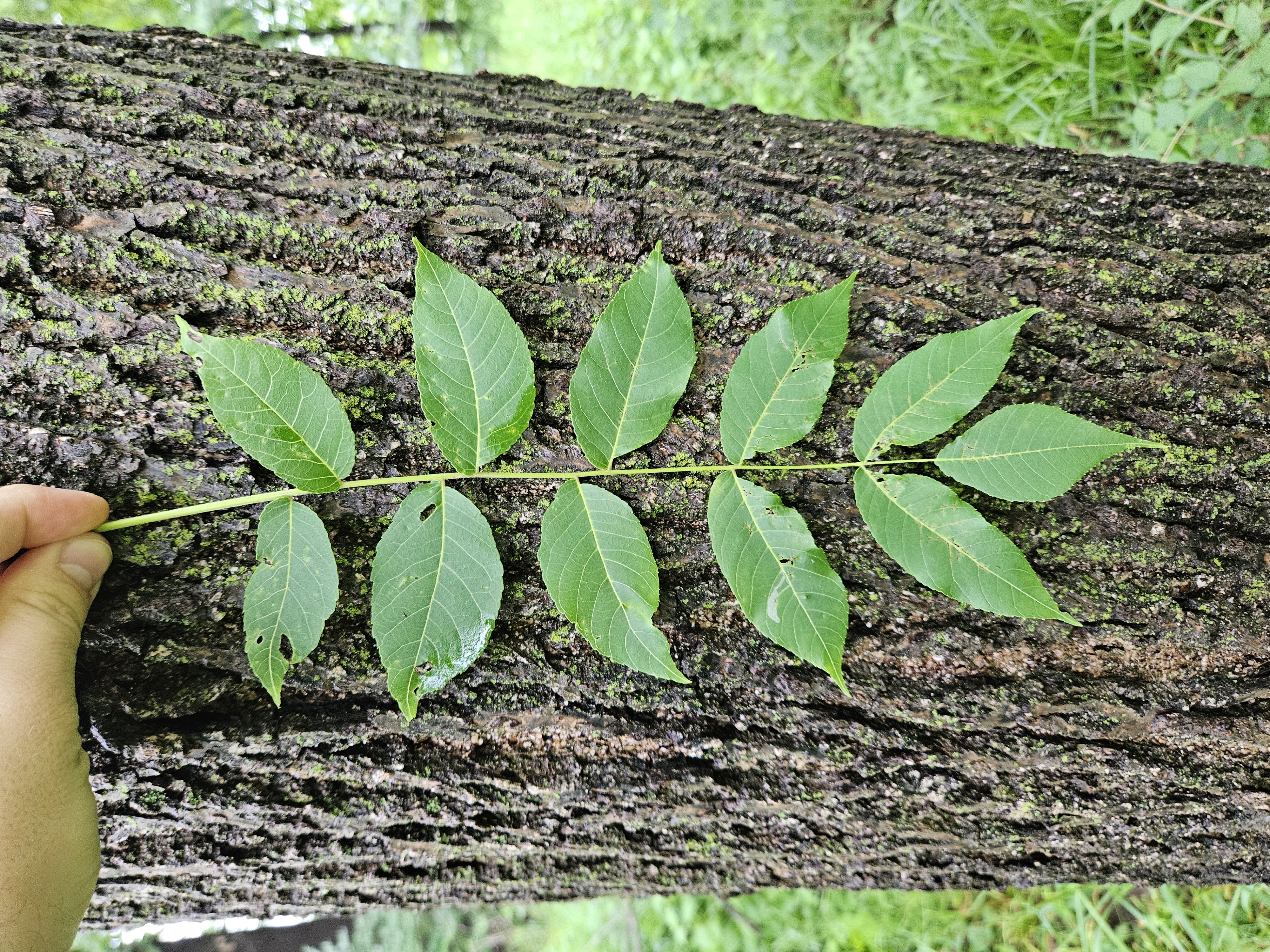 Black walnut leaf and bark of a mature tree.